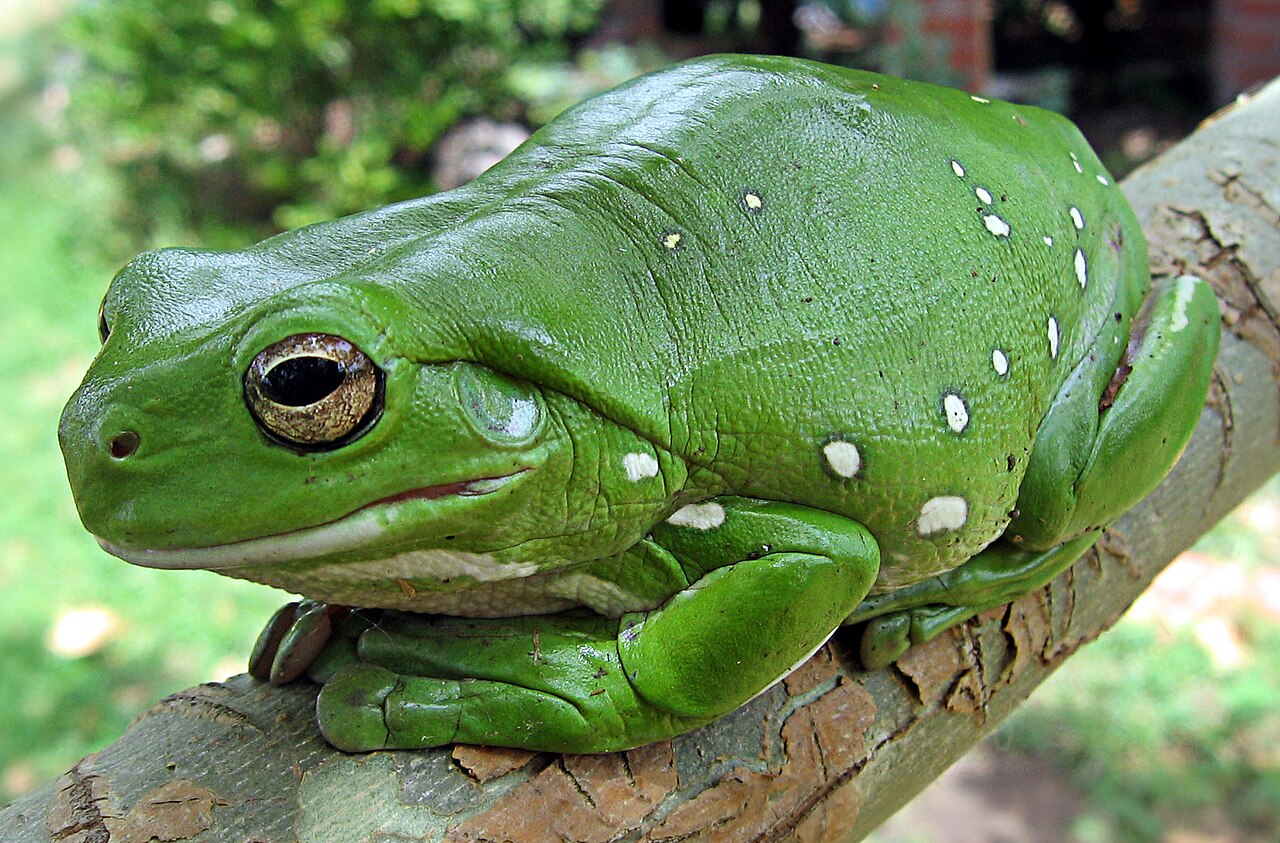 Why Do Frogs Croak at Night? The Noisy Truth