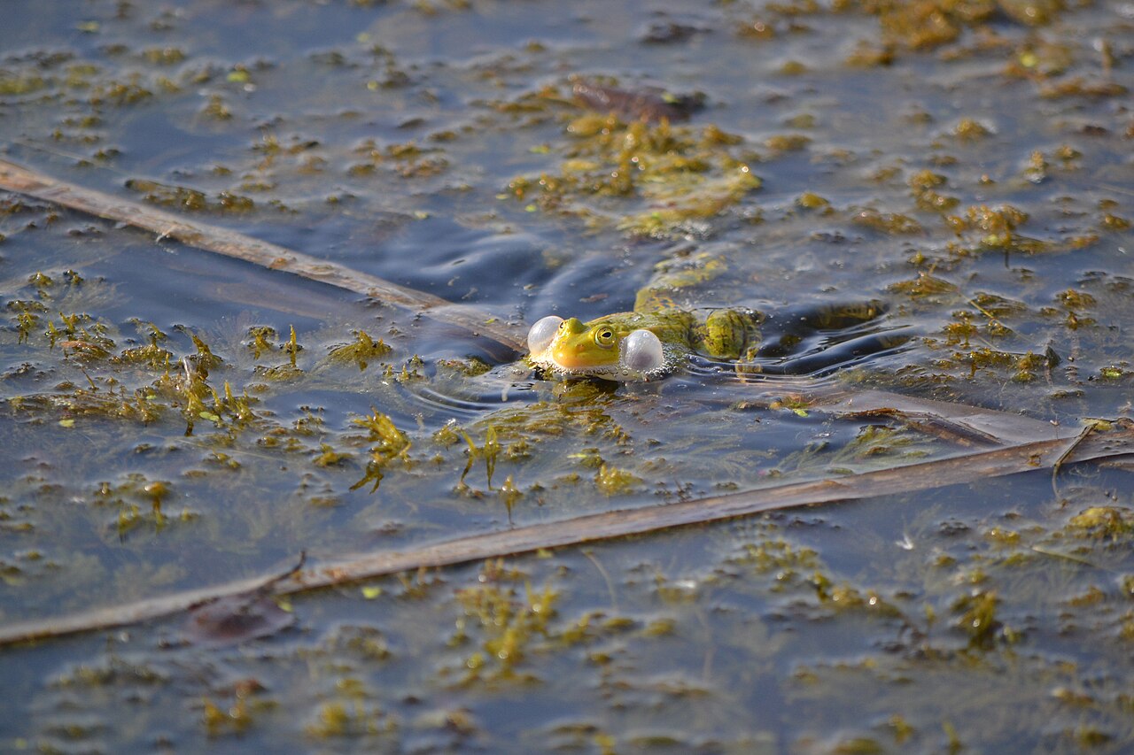 Why Do Frogs Croak? The Surprising Truth