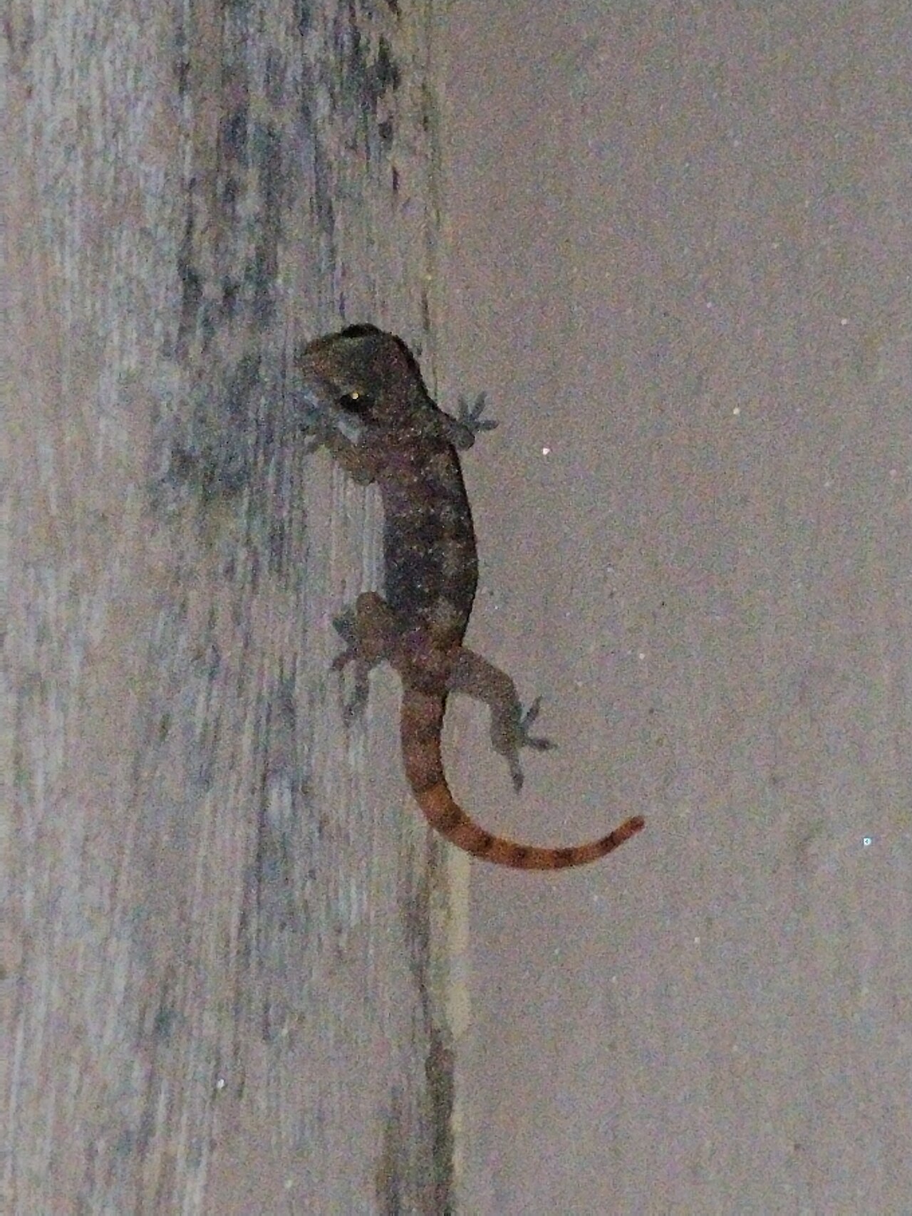 Why Do Geckos Stick to Walls? The Sticky Truth