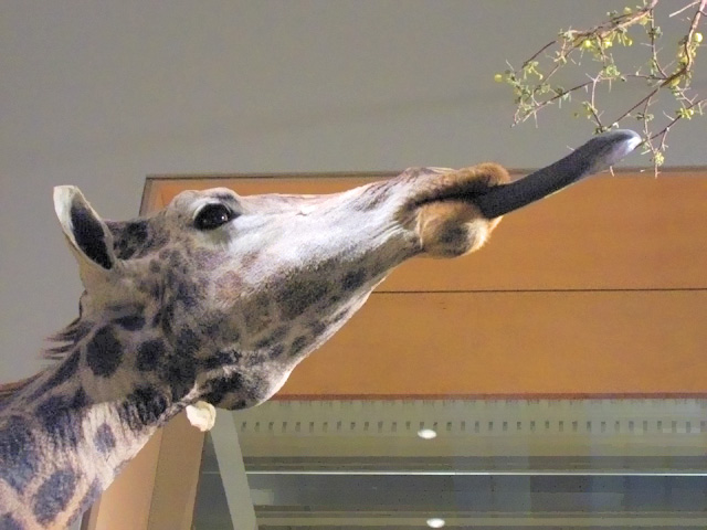 Why Do Giraffes Have Purple Tongues? The Dark Truth