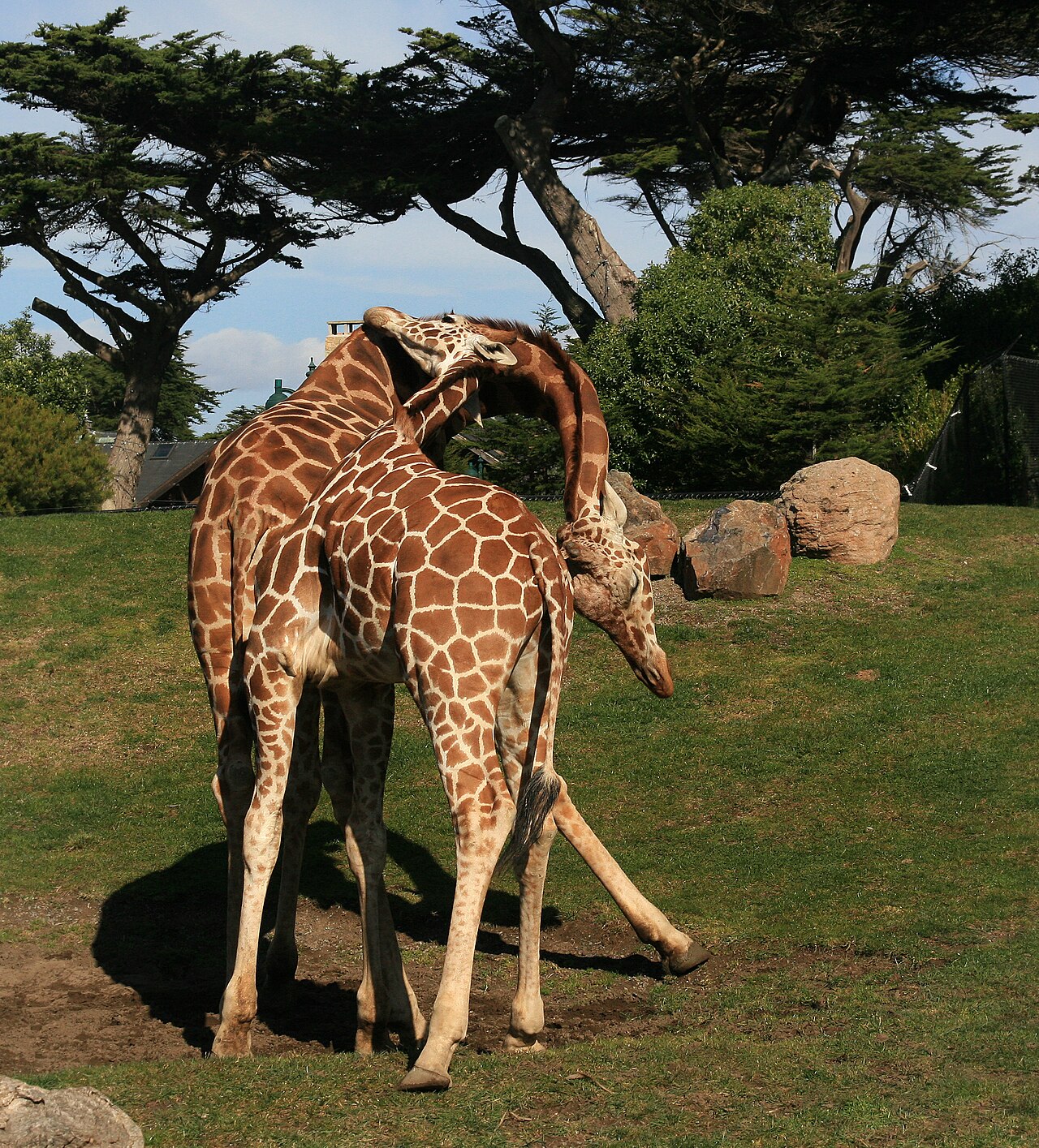 Why Do Giraffes Have Such Long Necks? The Real Reason