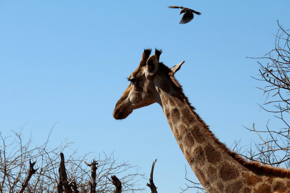 Why Do Giraffes Have Such Long Necks? The Real Truth