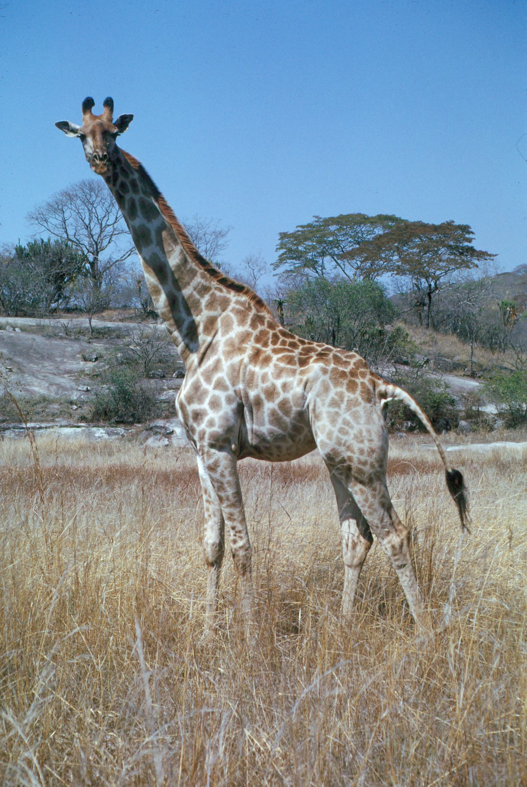 Why Do Giraffes Sleep Standing Up? The Strange Truth