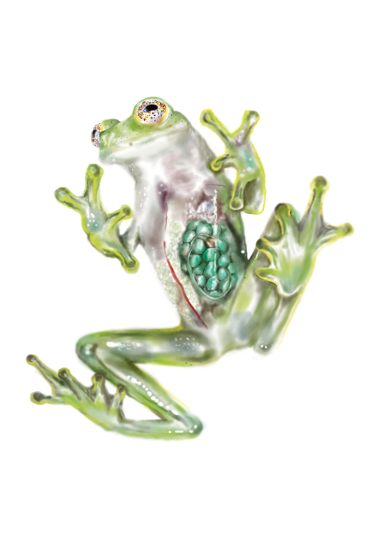 Why Do Glass Frogs Have See-Through Skin?