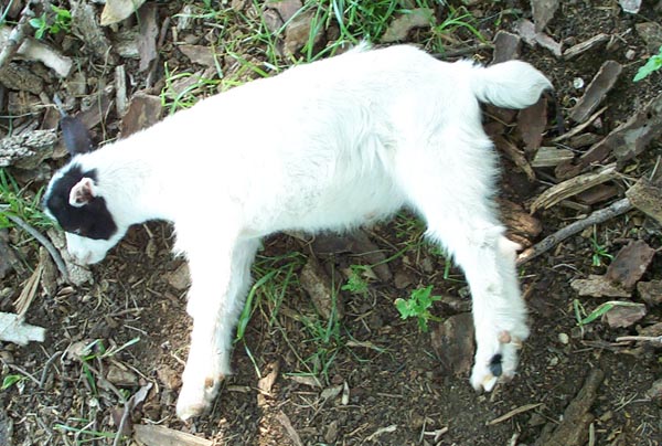 Why Do Goats Faint? The Fainting Goat Truth Revealed