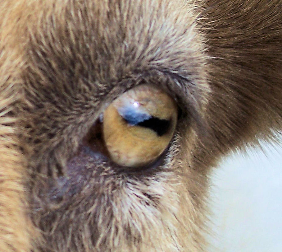 Why Do Goats Have Rectangular Pupils? The Truth
