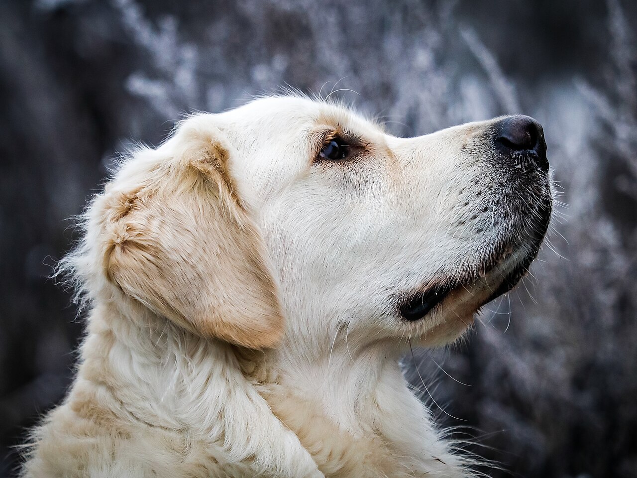Why Do Golden Retrievers Shed So Much? The Hairy Truth