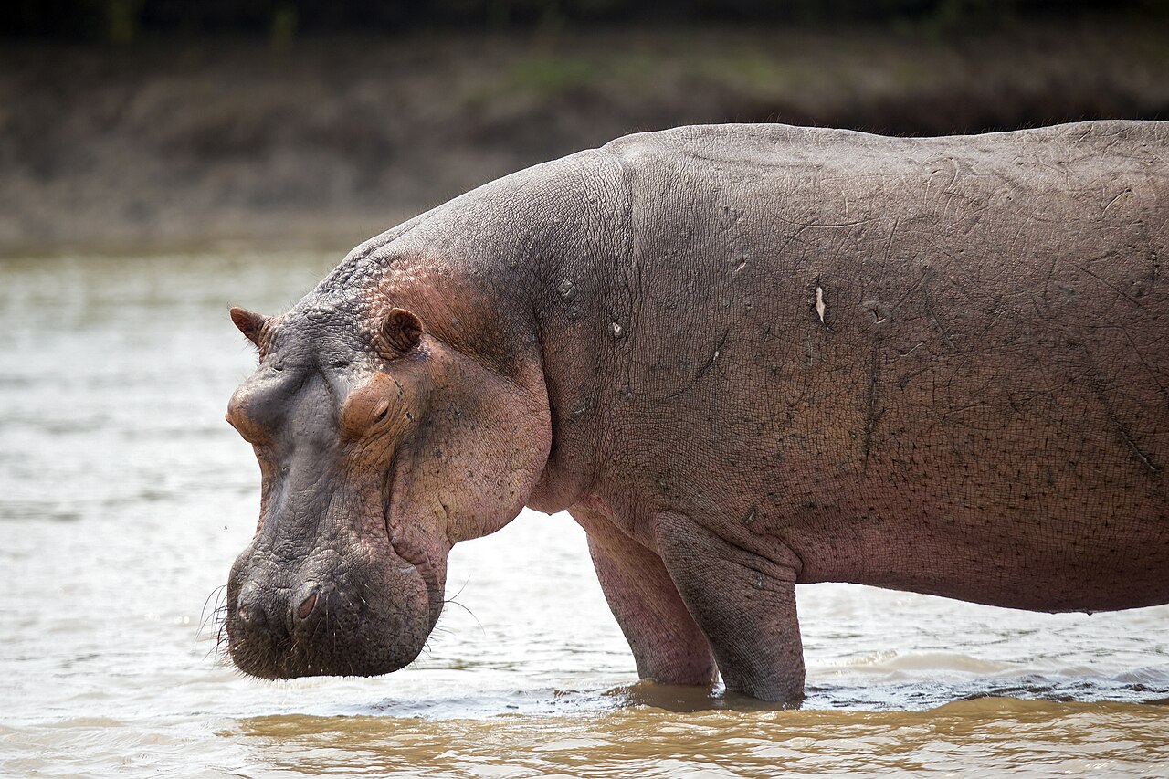 Why Do Hippos Sweat Blood? The Shocking Red Truth