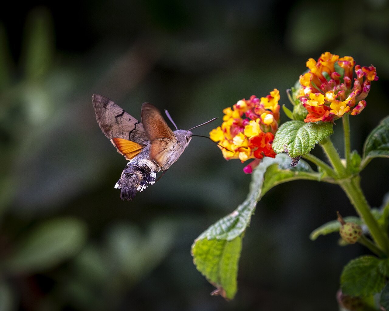 Why Do Hummingbirds Hover: The Amazing Truth