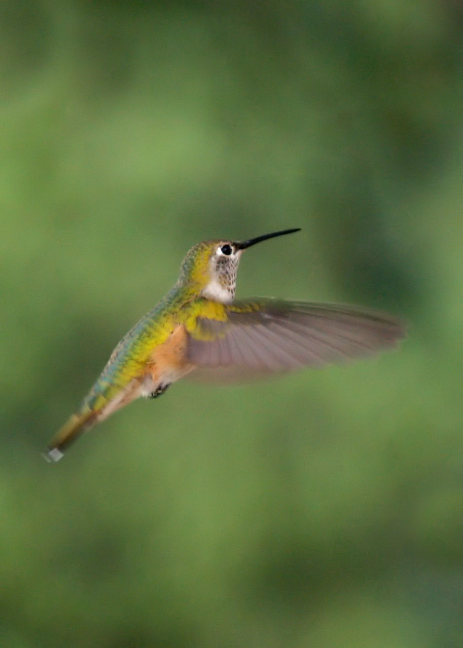 Why Do Hummingbirds Hover? The Astonishing Truth