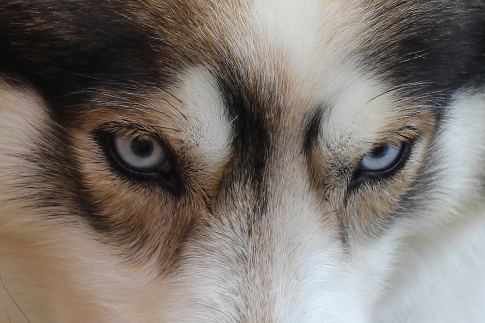 Why Do Huskies Have Blue Eyes? The Surprising Truth