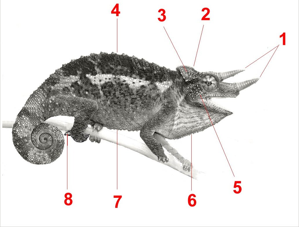 Why Do Jackson's Chameleons Have Three Horns? The Truth