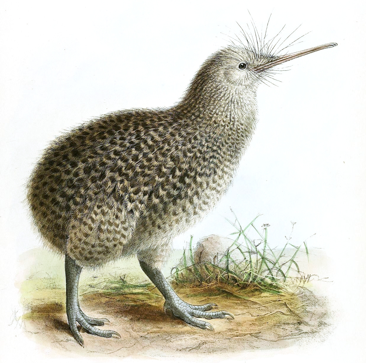 Why Do Kiwis Have No Wings? The Odd Truth