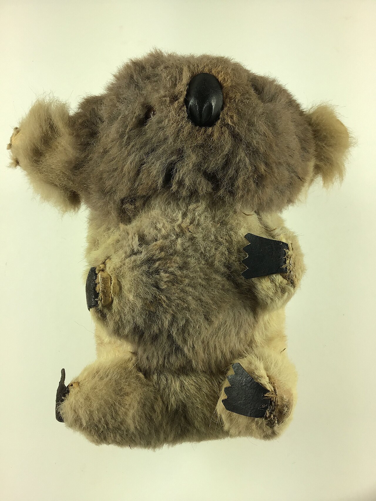 Why Do Koalas Have Human-Like Fingerprints?