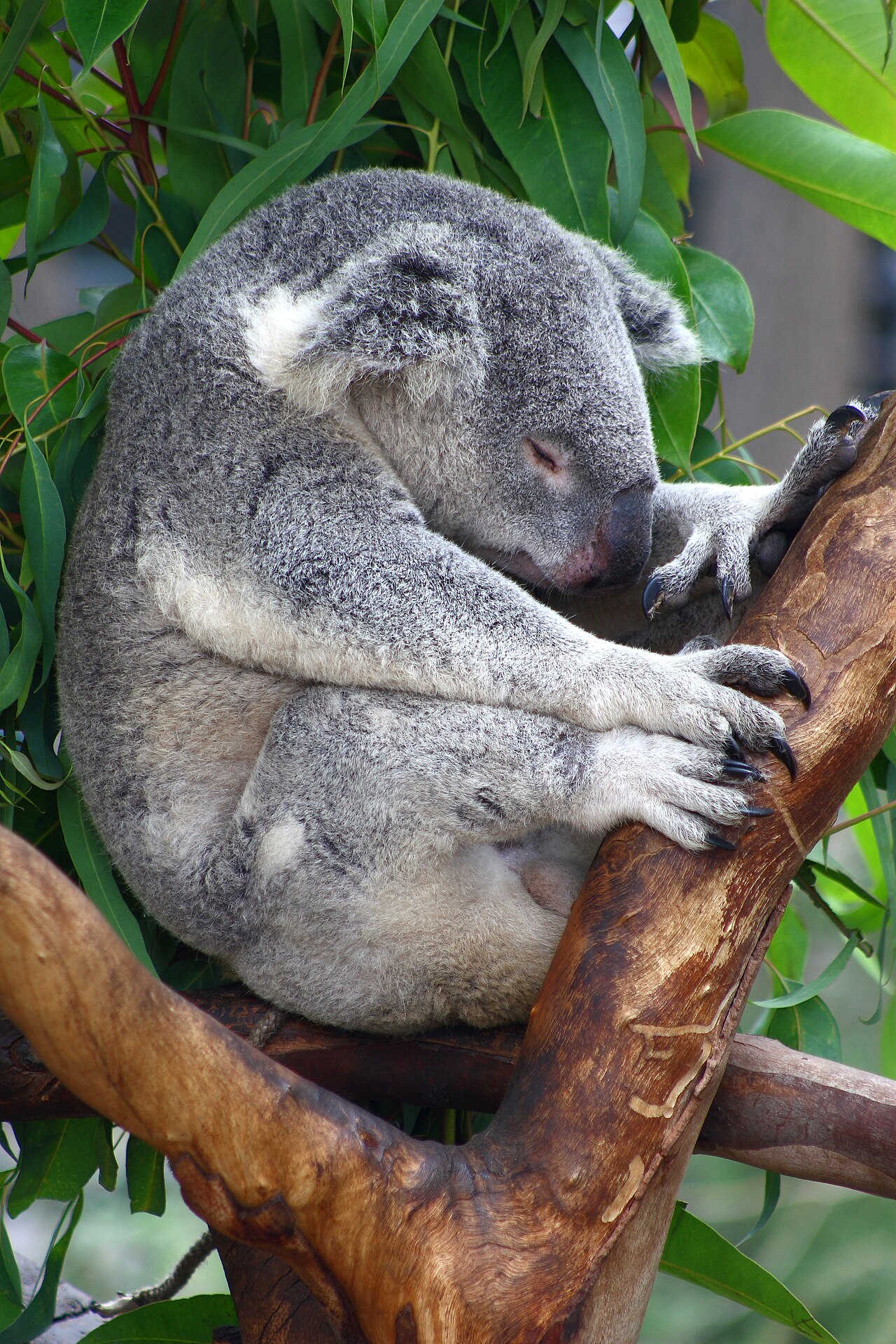Why Do Koalas Sleep 20 Hours a Day? The Sleepy Truth