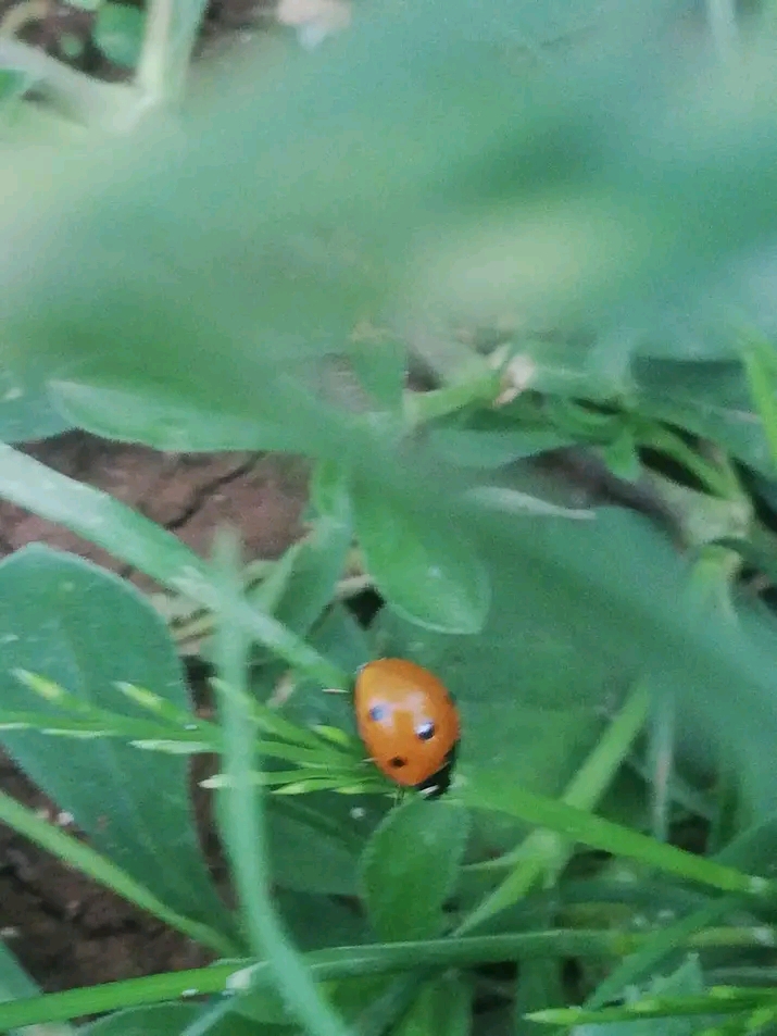 Why Do Ladybugs Have Spots? The Hidden Warning Truth