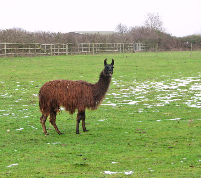 Why Do Llamas Spit? The Surprising Truth About Farm Llamas