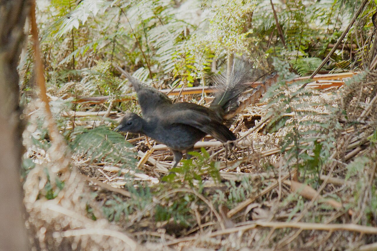 Why Do Lyrebirds Mimic Sounds So Perfectly?