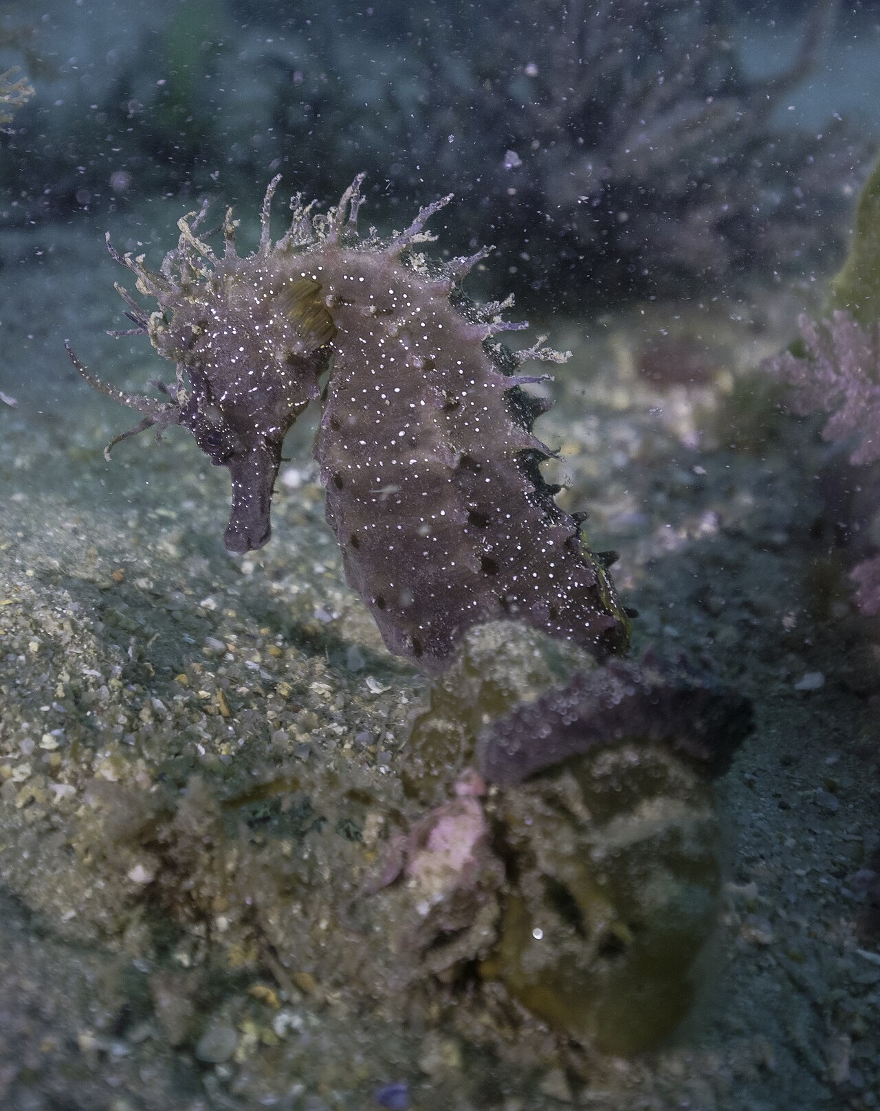 Why Do Male Seahorses Carry the Babies? The Truth