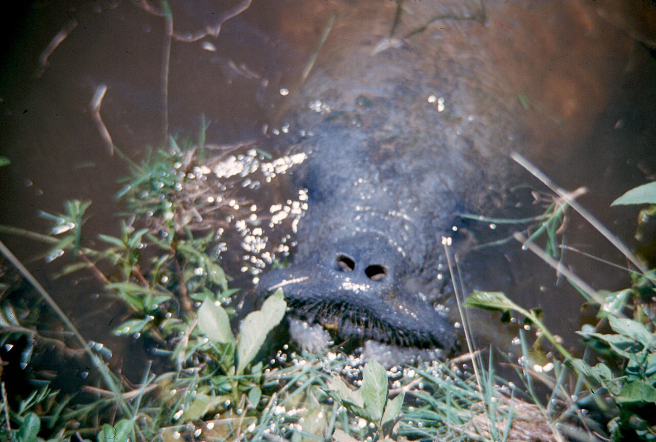 Why Do Manatees Have Algae Growing on Their Backs?