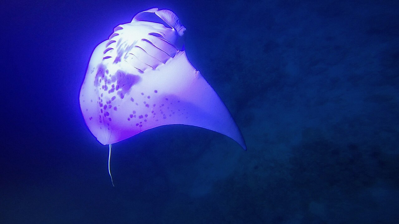 Why Do Manta Rays Have Giant Wings? The Ocean's Truth