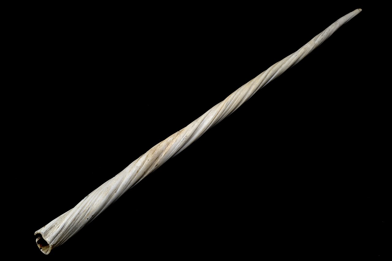 Why Do Narwhals Have Tusks? The Icy Truth