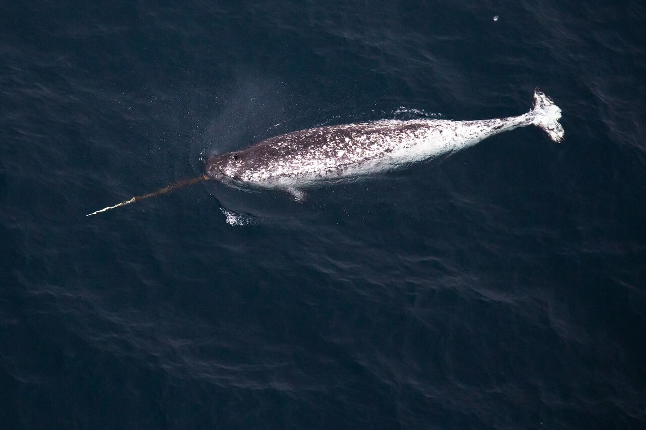 Why Do Narwhals Have Tusks? The Surprising Truth