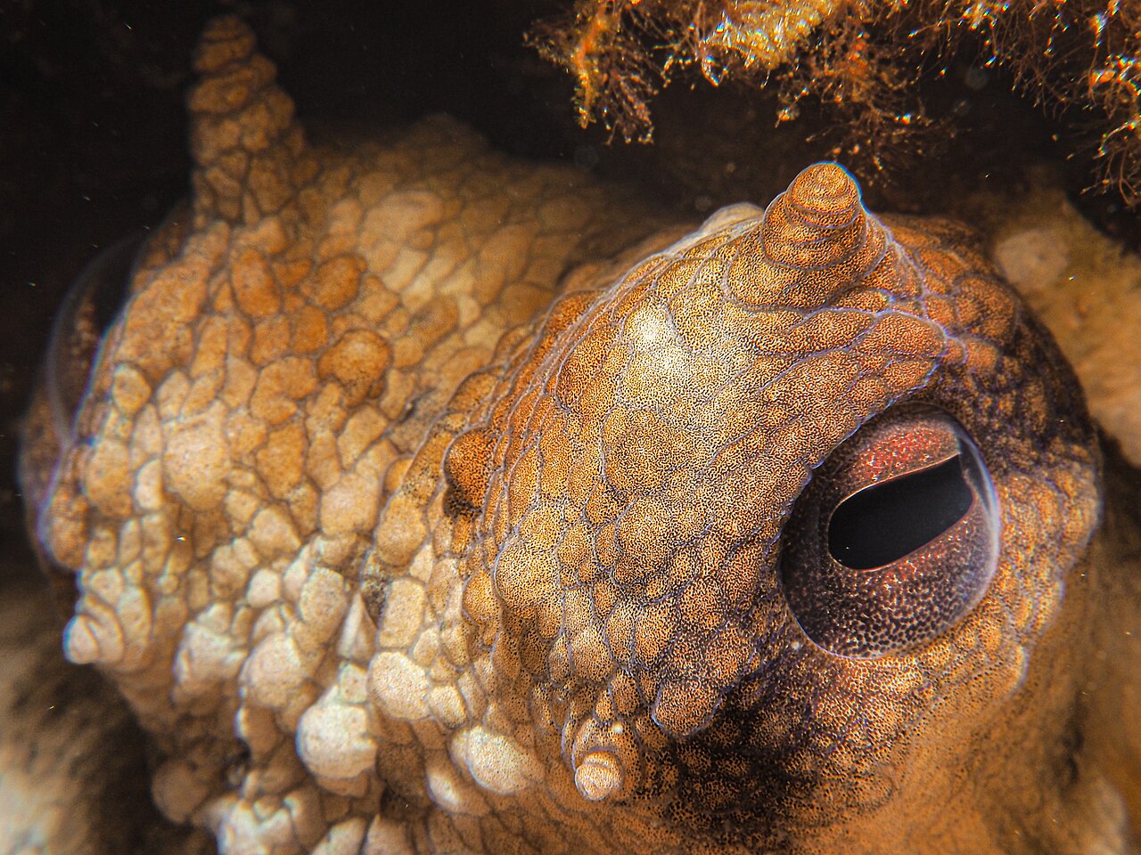 Why Do Octopuses Have Three Hearts? The Surprising Truth