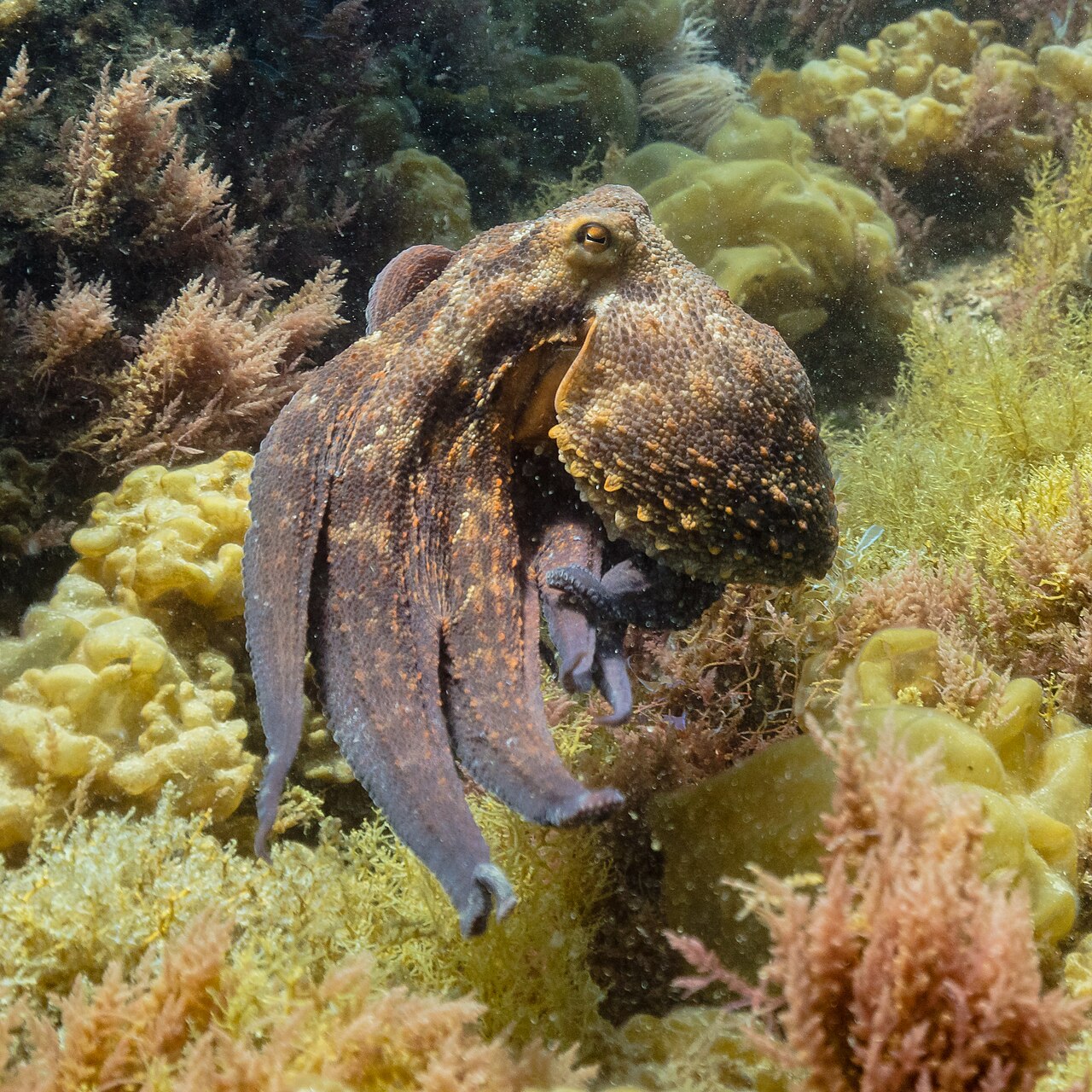 Why Do Octopuses Have Three Hearts? The Truth