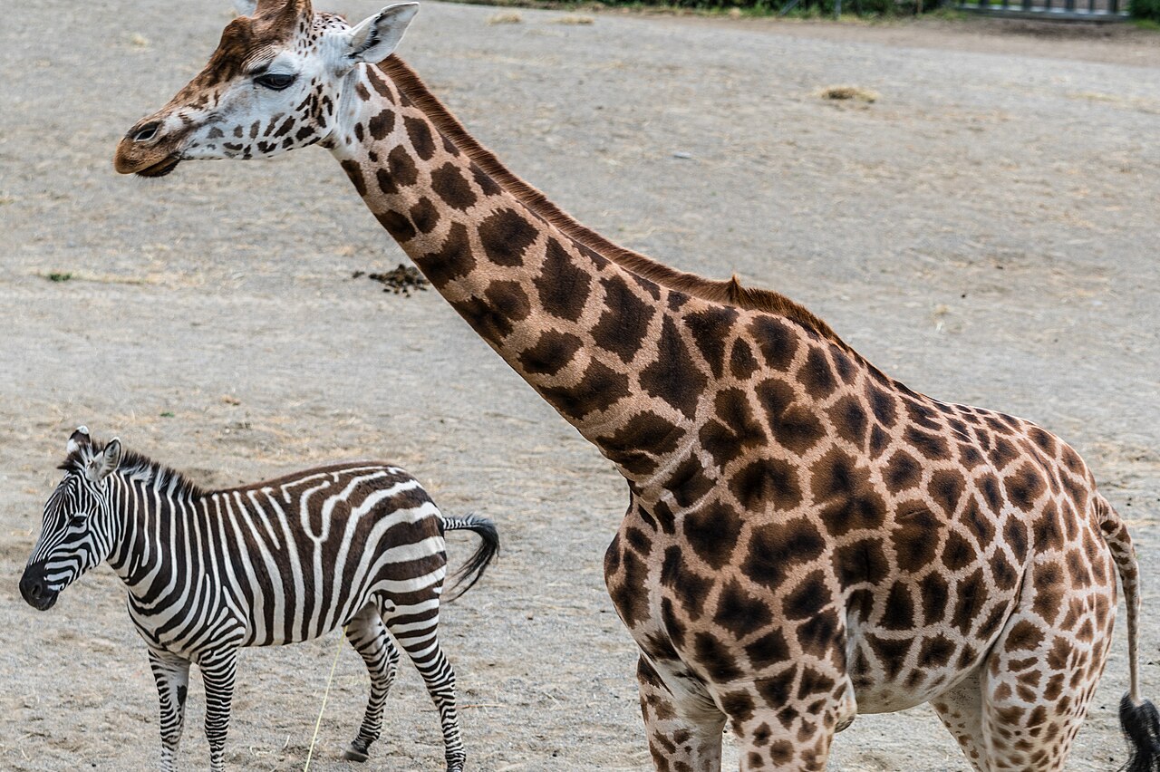 Why Do Okapis Have Zebra Stripes? The Hidden Truth