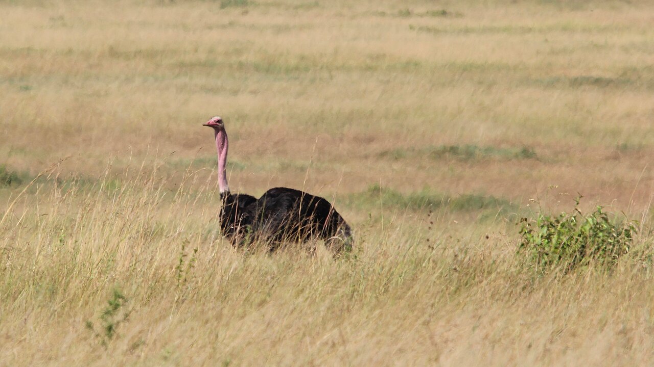 Why Do Ostriches Bury Their Heads? The Real Truth