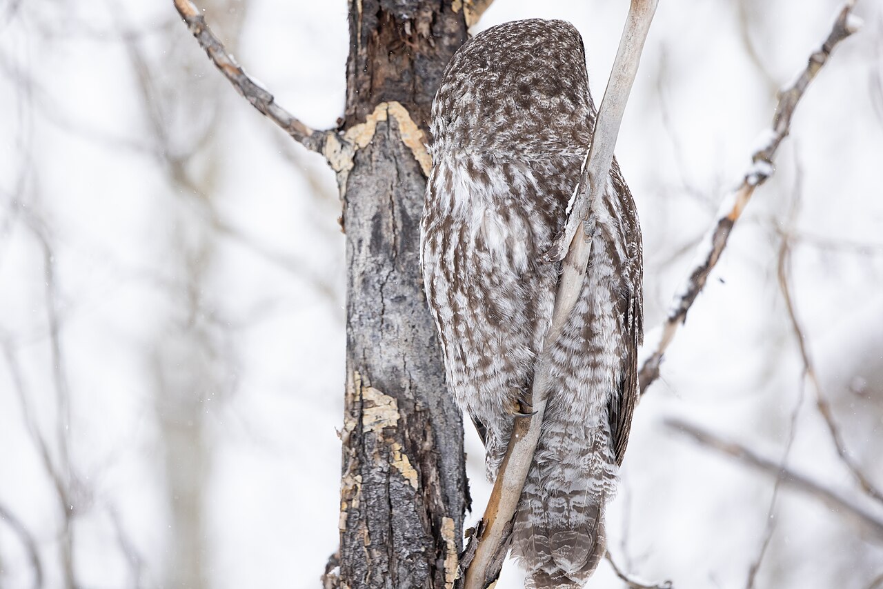 Why Do Owls Rotate Their Heads So Far