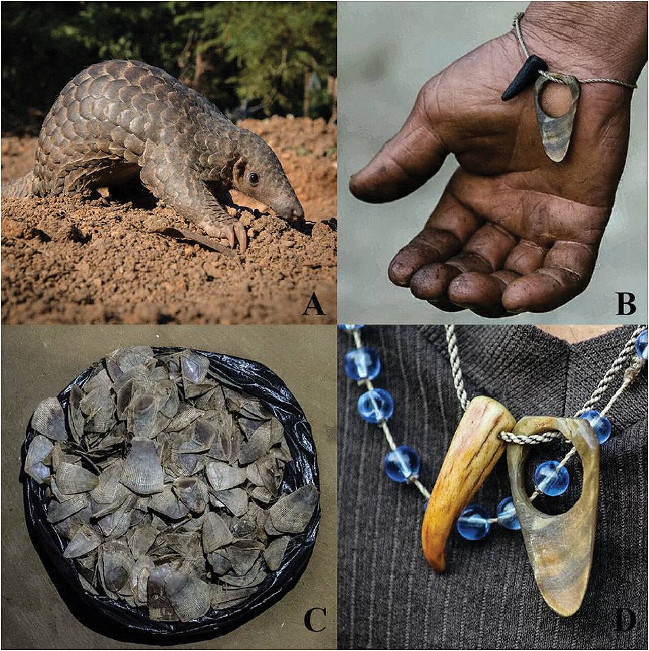 Why Do Pangolins Have Scales? The Surprising Truth