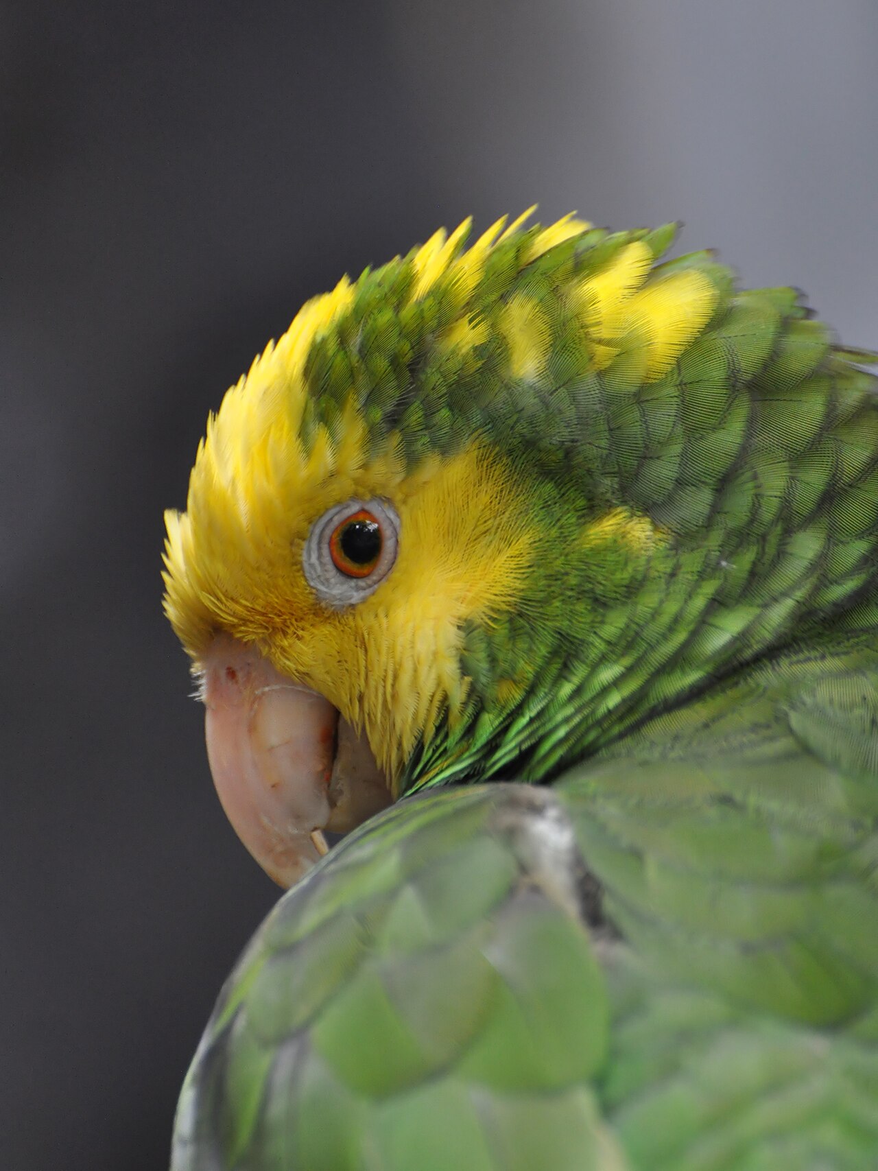 Why Do Parrots Talk: The Real Reason Behind Mimicry