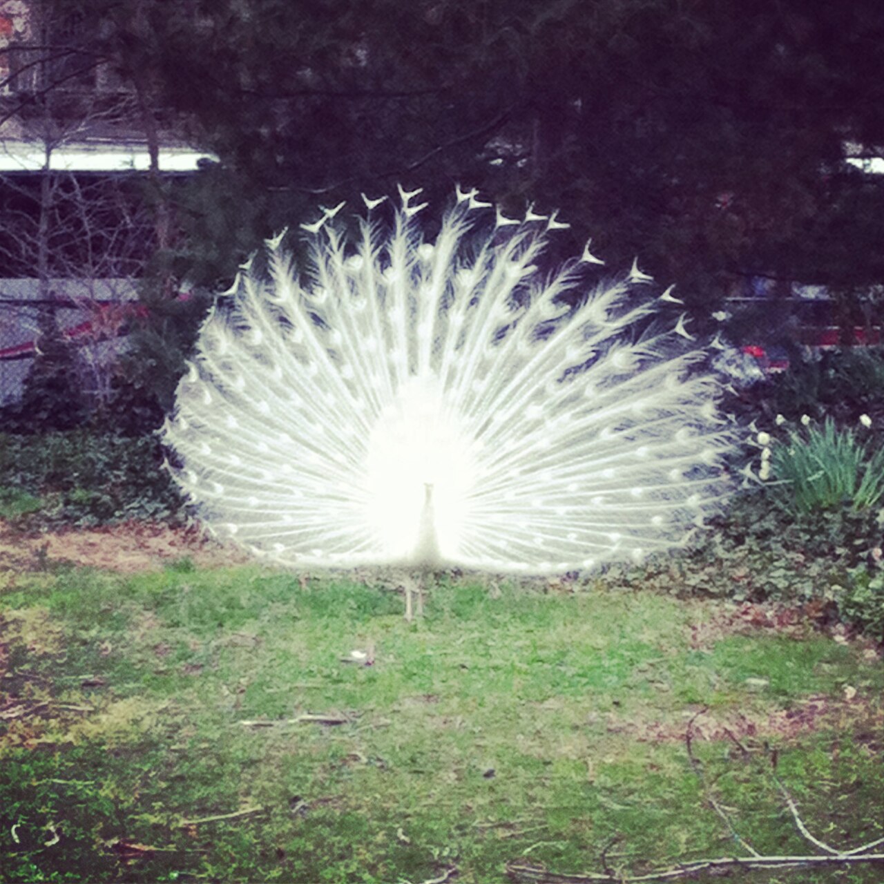 Why Do Peacocks Spread Their Feathers The Shocking Truth