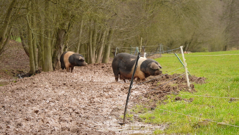 Why Do Pigs Wallow in Mud? The Cool Truth About Farm Pigs