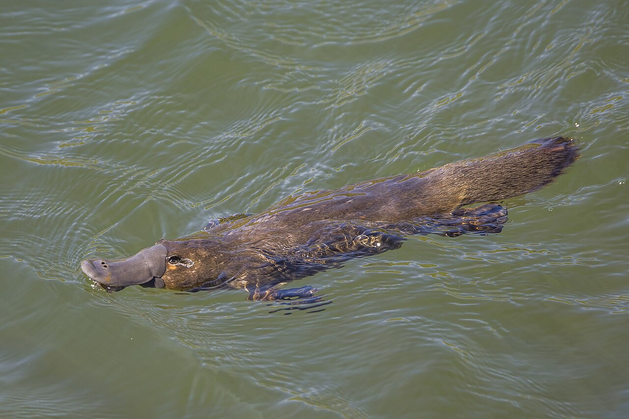 Why Do Platypuses Glow Under UV Light? The Weird Truth