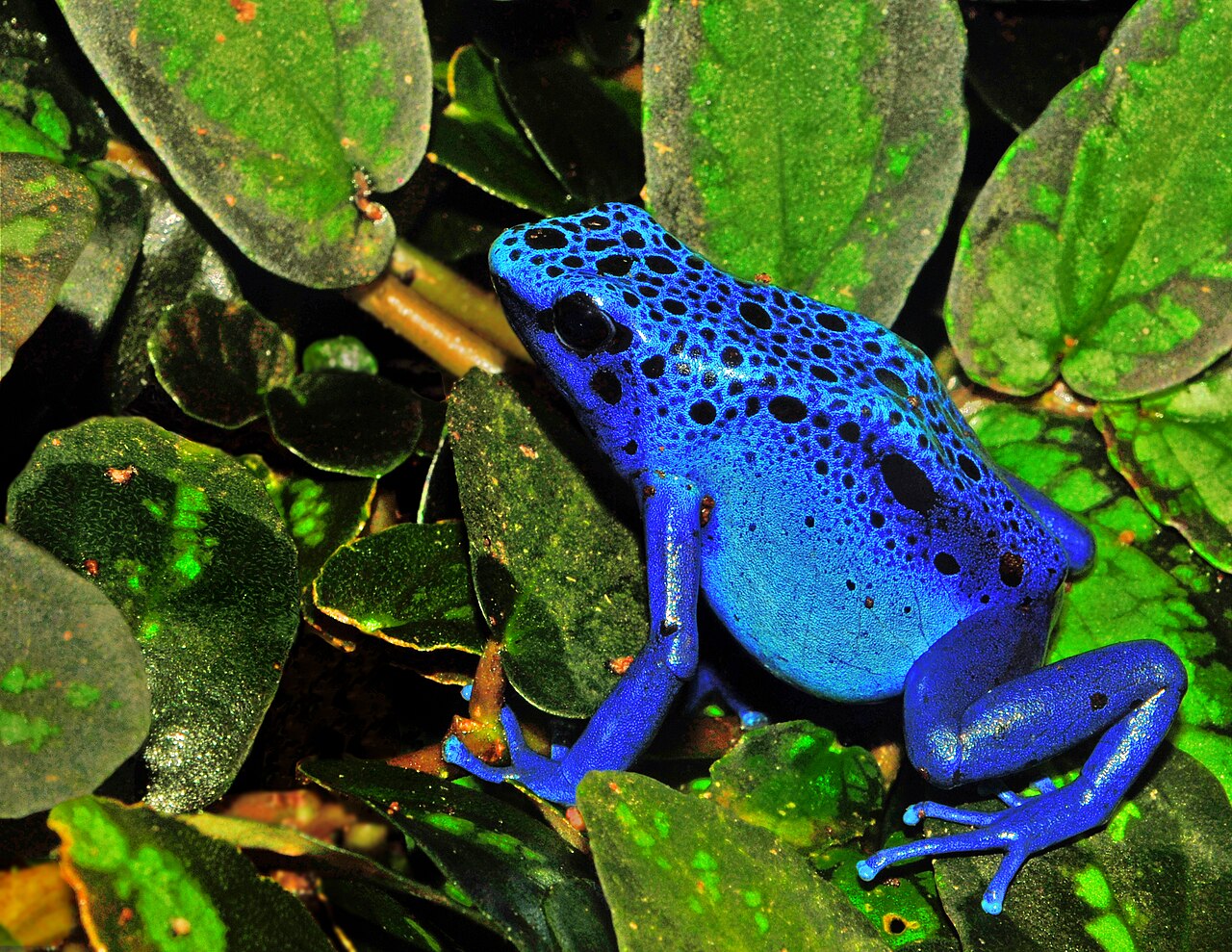 Why Do Poison Dart Frogs Have Such Vibrant Colors