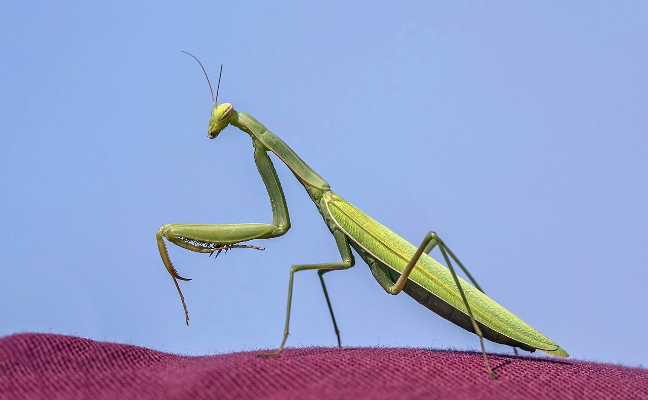 Why Do Praying Mantises Eat Their Mates?
