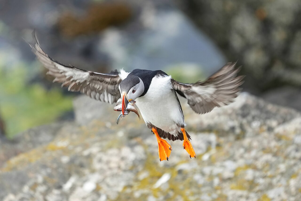 Why Do Puffins Have Colorful Beaks? The Clown-Faced Truth