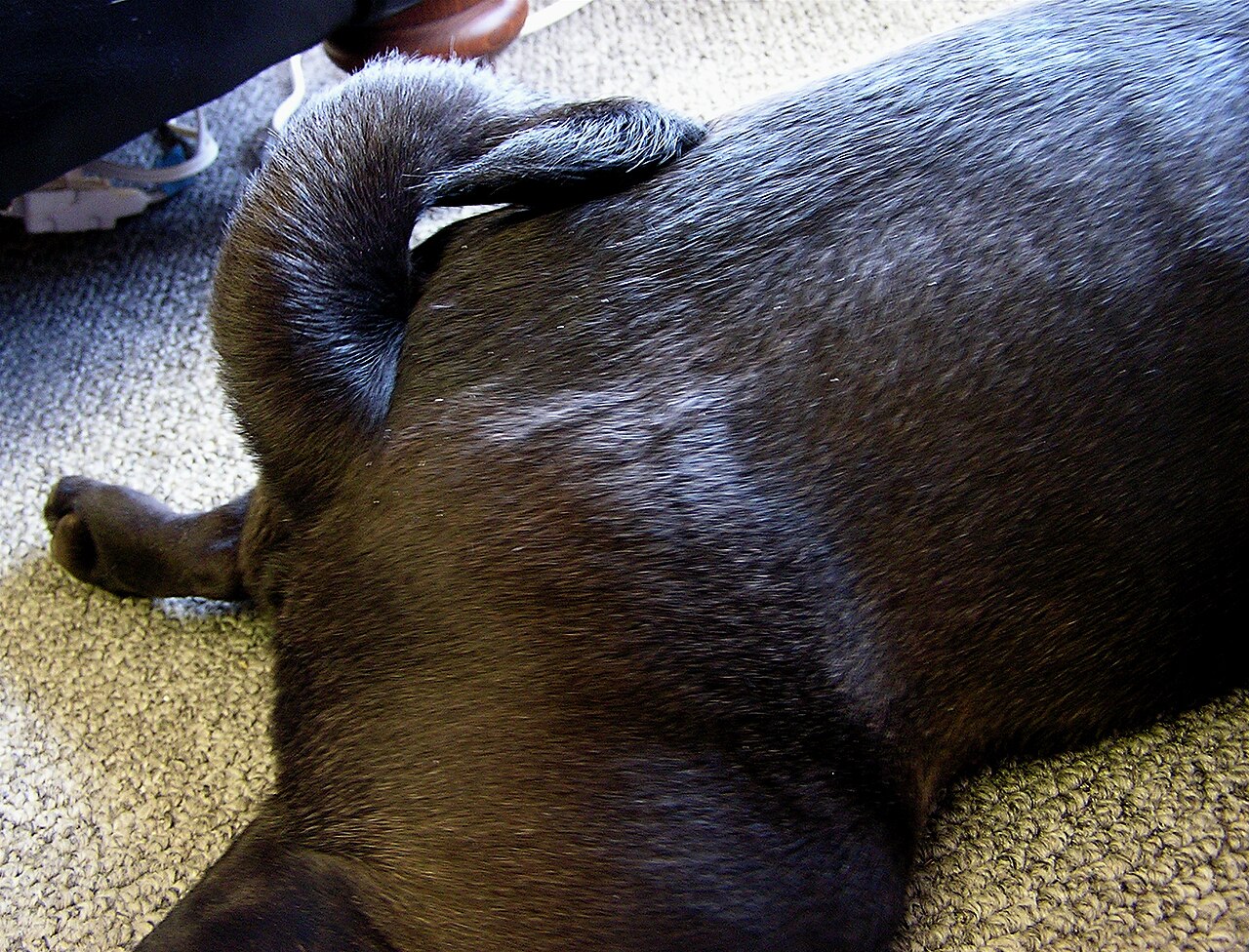 Why Do Pugs Have Curly Tails? The Real Reason