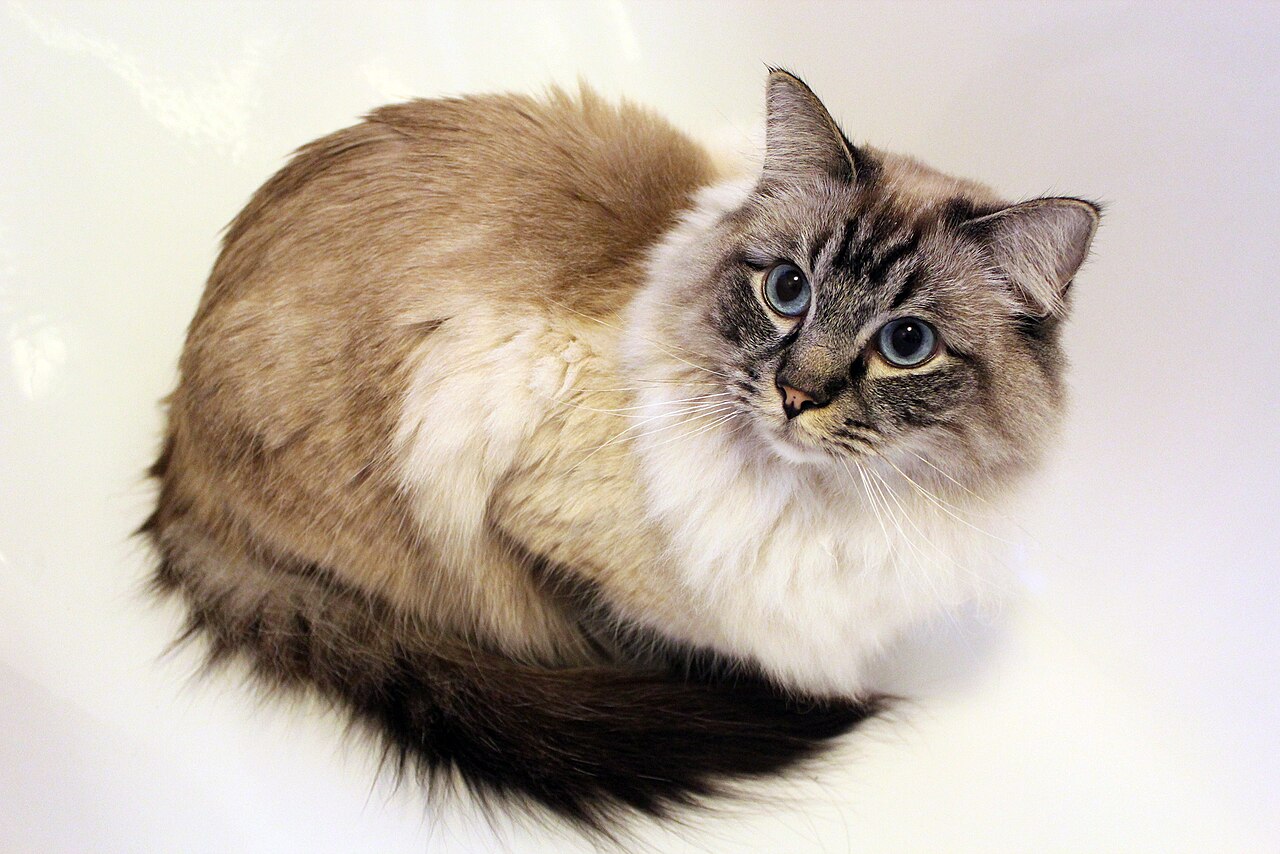 Why Do Ragdoll Cats Go Limp? The Floppy Truth