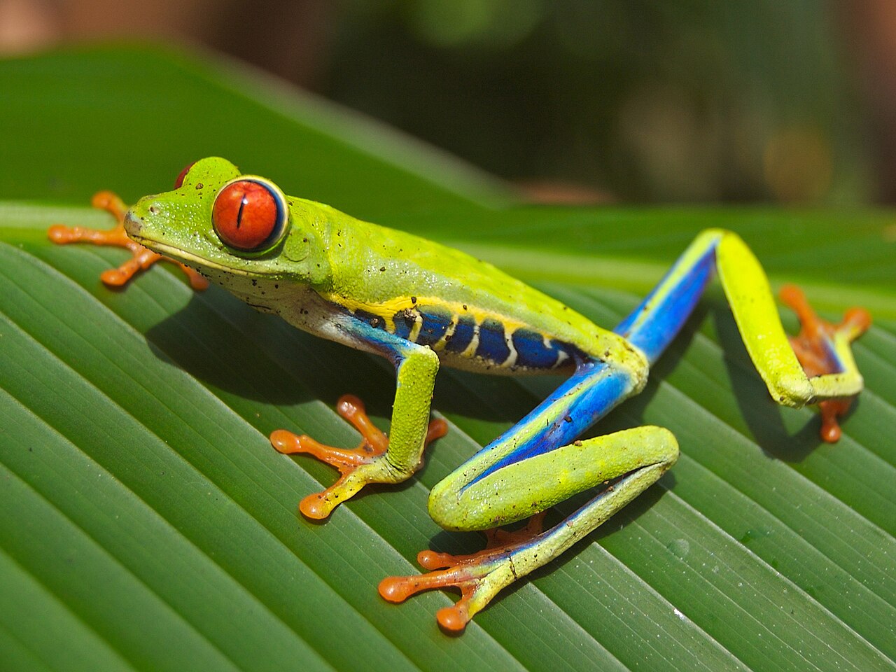 Why Do Red-Eyed Tree Frogs Have Red Eyes? The Truth