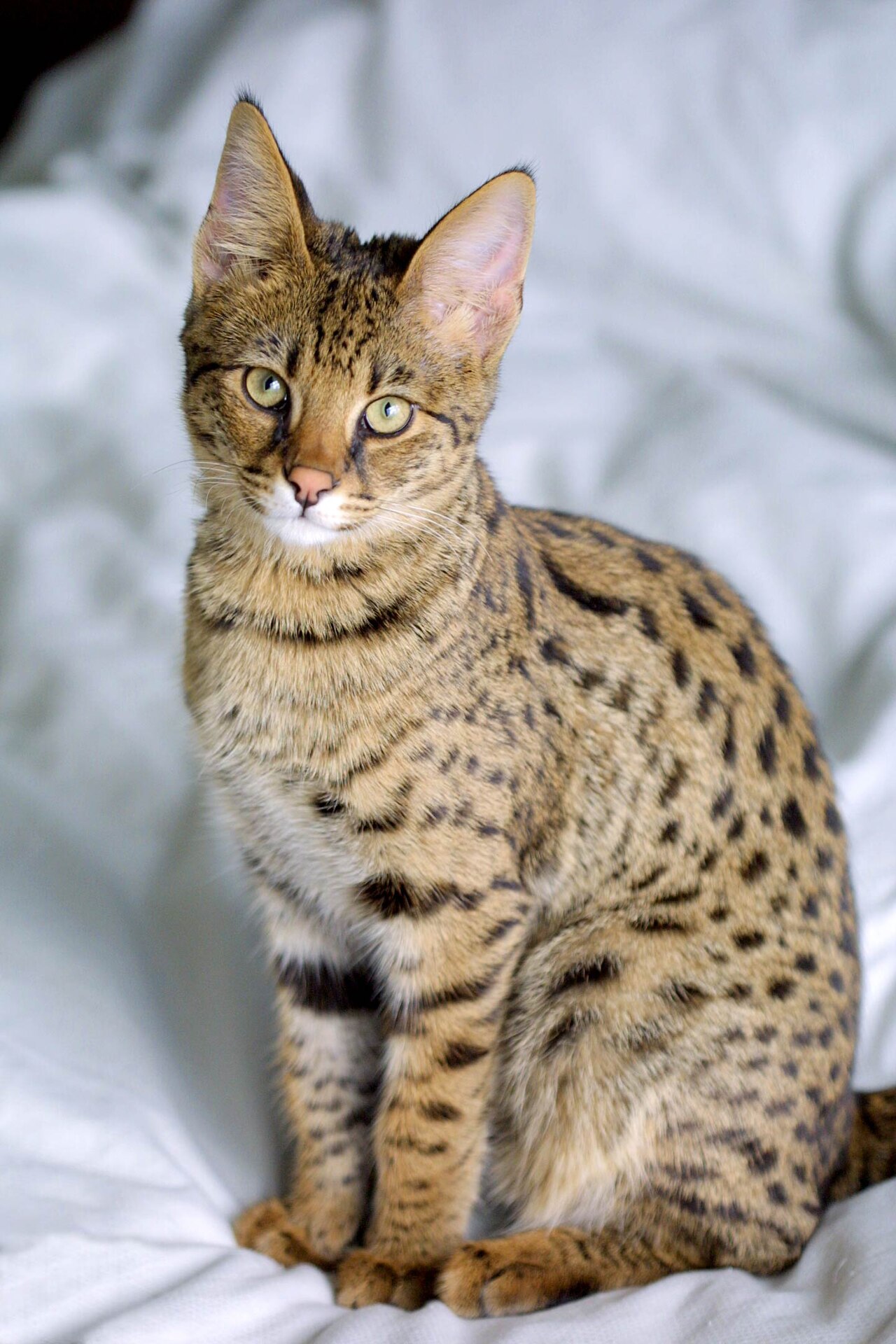 Why Do Savannah Cats Love Water? The Wild Truth