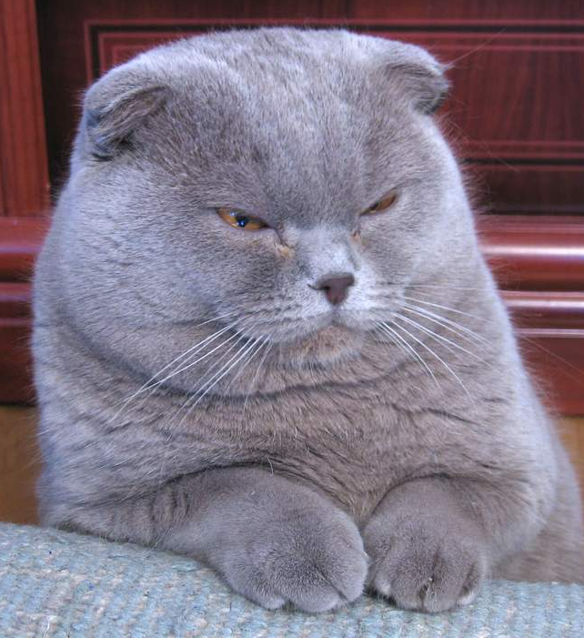 Why Do Scottish Fold Cats Have Folded Ears?