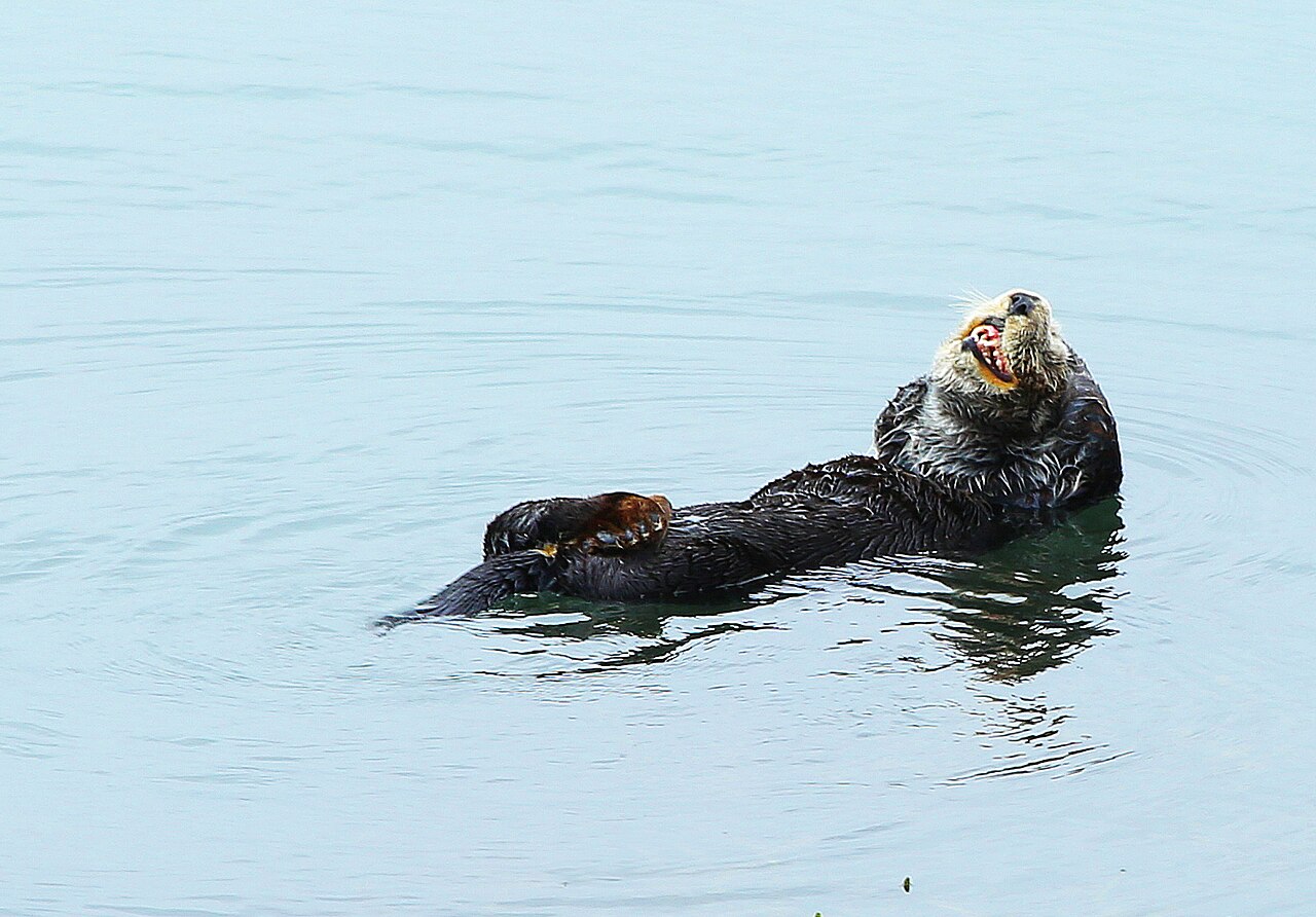 Why Do Sea Otters Hold Hands? The Cute Truth