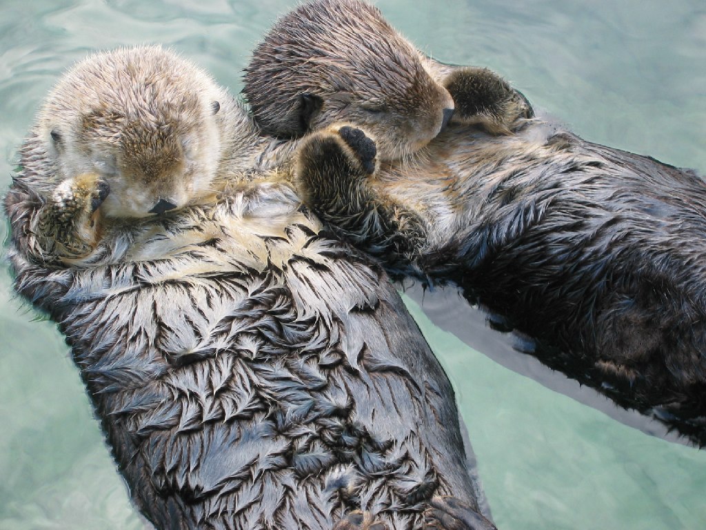 Why Do Sea Otters Hold Hands While Sleeping? The Cute Truth