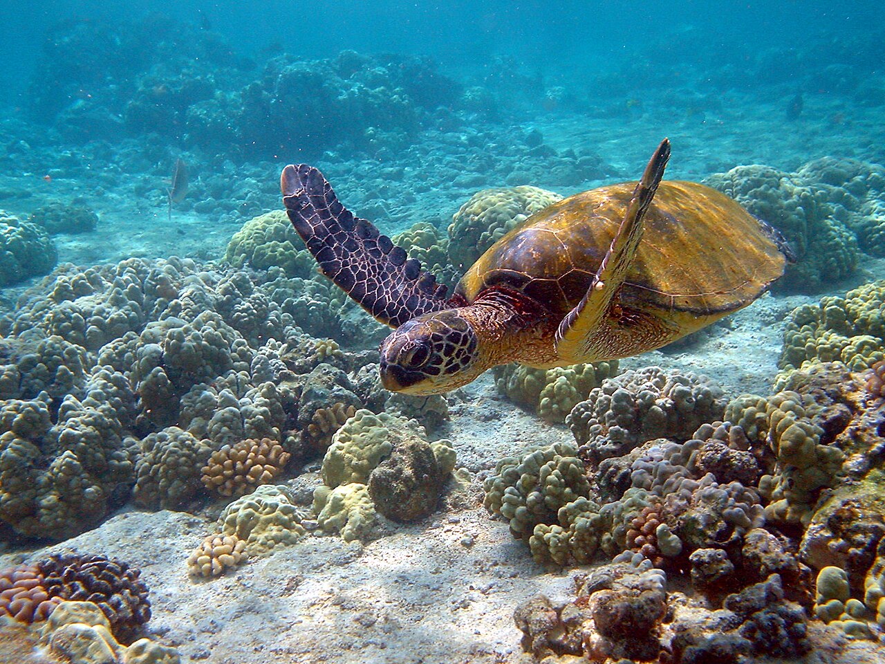 Why Do Sea Turtles Cry Salt Water? The Salty Truth