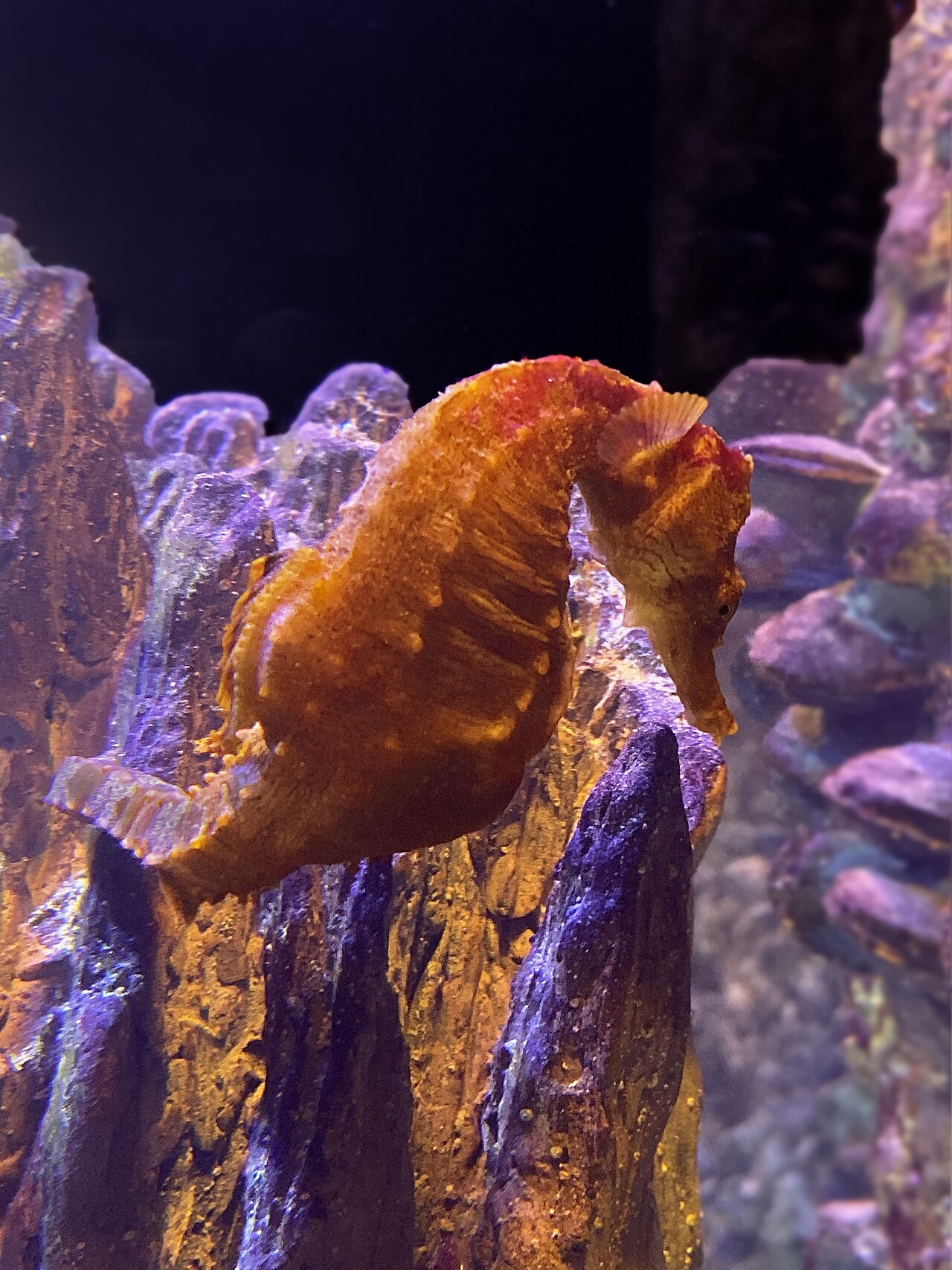 Why Do Seahorses Have Such Unique Tails