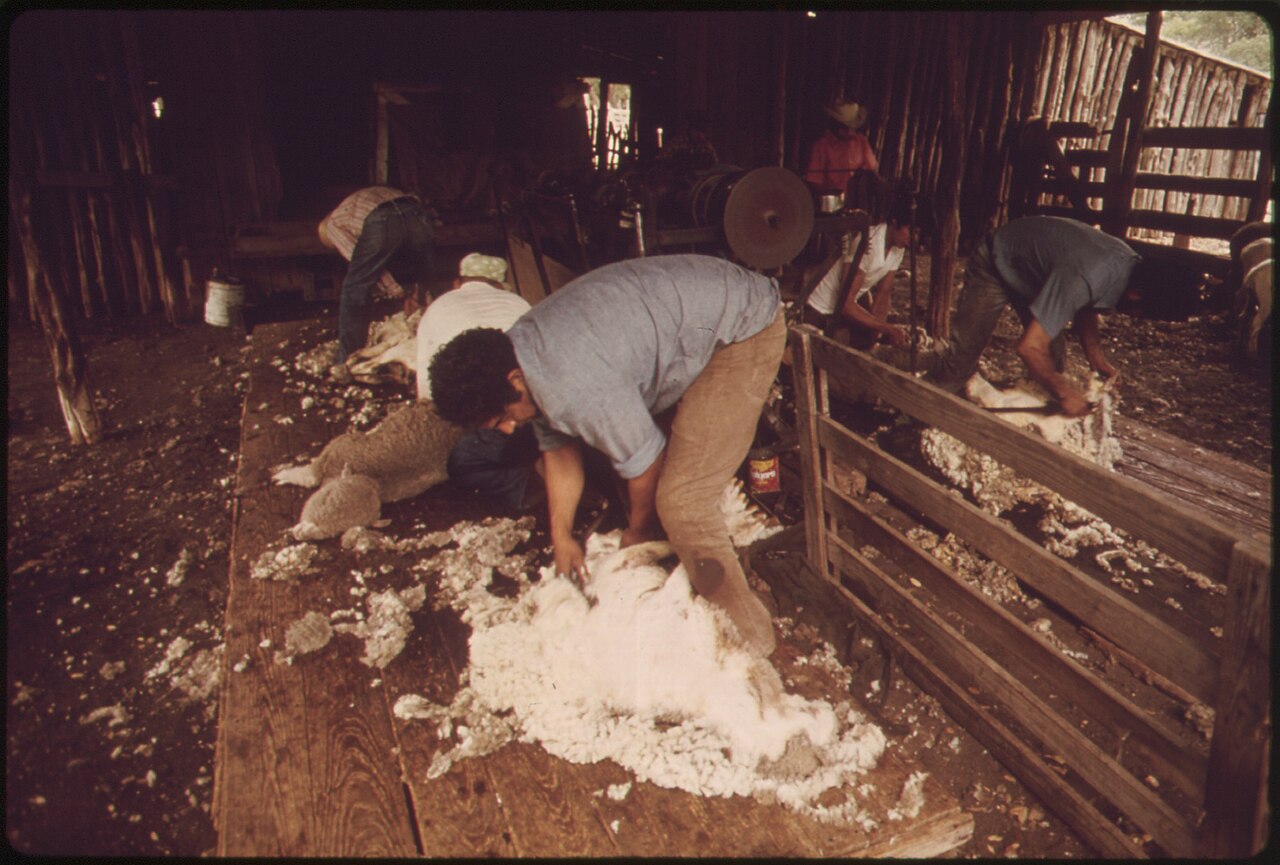 Why Do Sheep Get Sheared? The Woolly Truth
